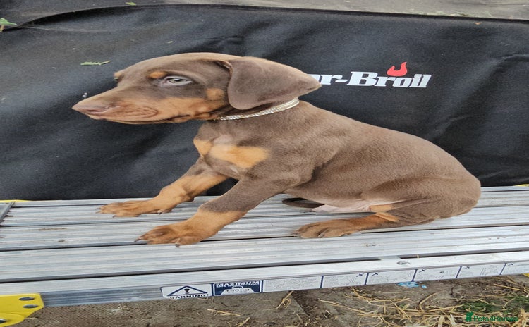 Dobermann dogs - Advert 1