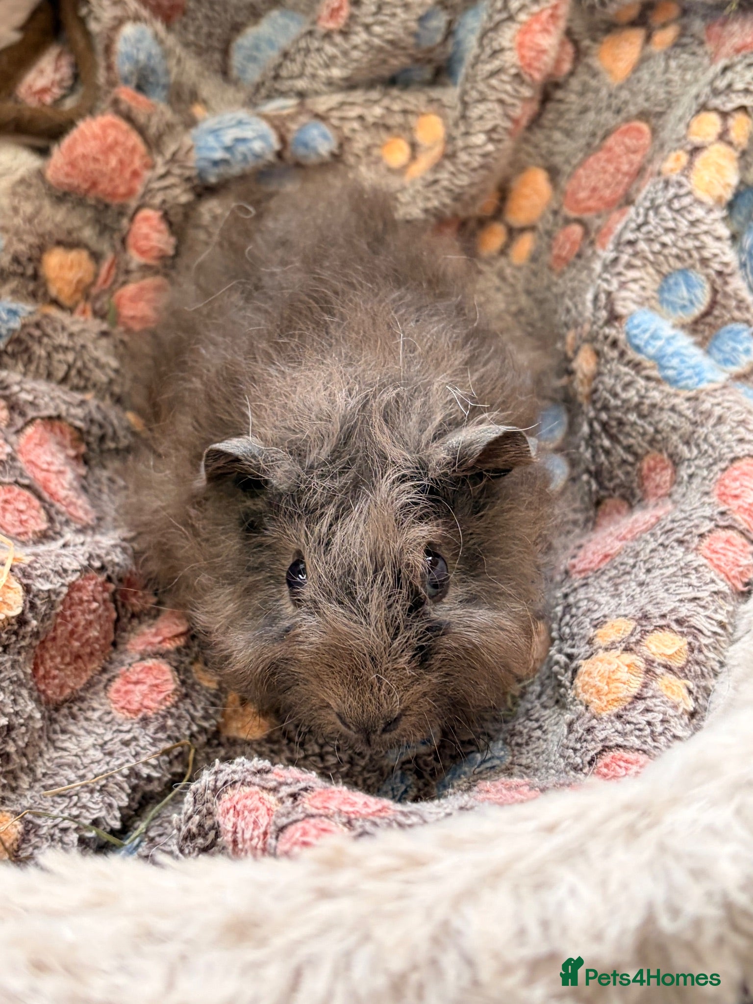 Guinea Pig rodents LOVELY BABY GUINEA PIGS - Advert 12