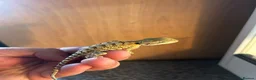 Dragon reptiles for sale: Rankins dragons - Advert 3