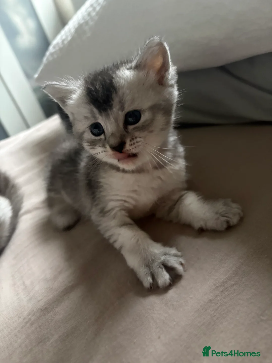 Mixed Breed cats for sale: 4 adorable grey and white kittens  - Advert 11