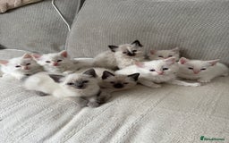 Ragdoll cats for sale: 8 ragdoll kittens, flame point, seal & blue point - Image 1