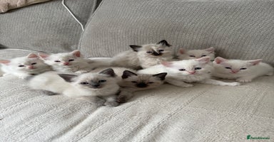 Ragdoll cats - Advert 2