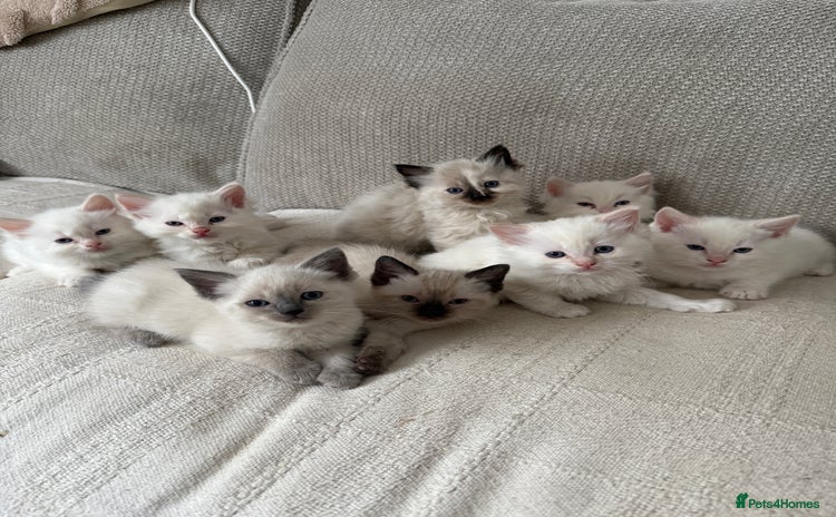 Ragdoll cats for sale - Advert 1