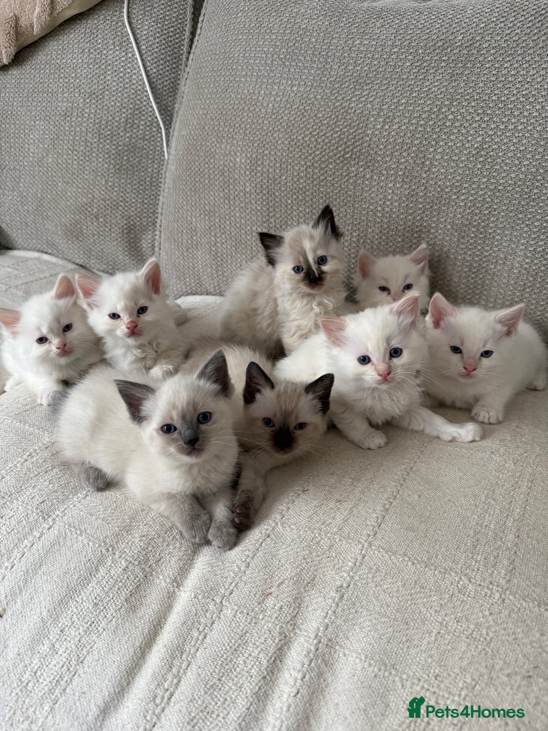 Ragdoll cats for sale: 8 ragdoll kittens, flame point, seal & blue point - Image 1