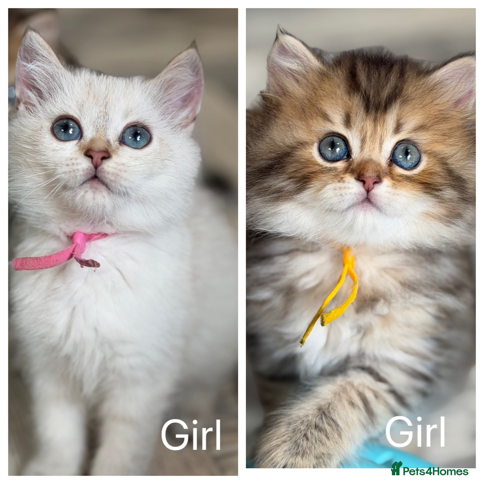British Longhair cats British LH/SH adorable golden kittens TICA  - Advert 1