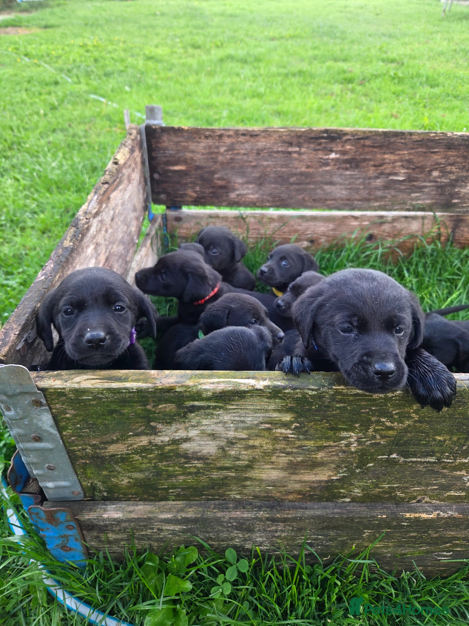 Labrador Retriever dogs for sale: Lovely working labrador puppies  in Bedale - Advert 4
