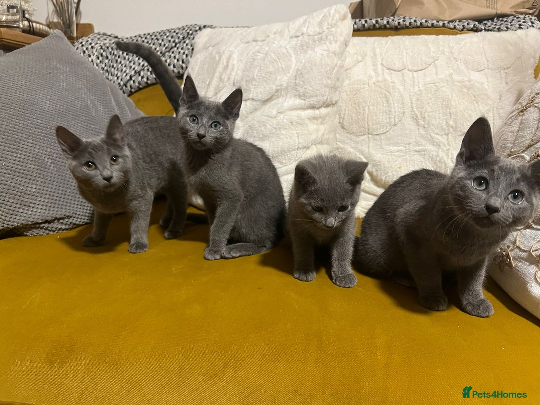 Russian Blue cats for sale: Gorgeous female Russian blue ready to go now - Advert 9