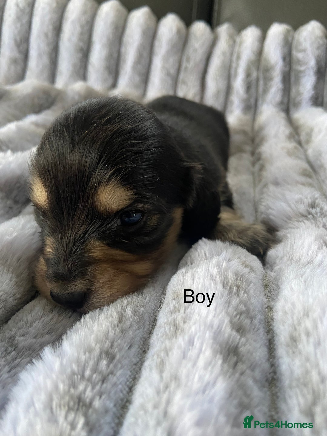 Dachshund dogs for sale: kC Longhair dachshunds  - Advert 4