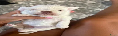 Doxiepoo 4