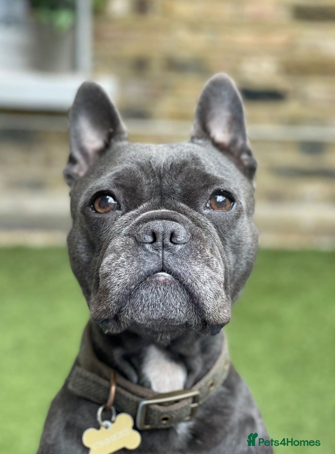 Mixed Breed dogs for sale: Mix French bulldog X American bulldog - Image 7