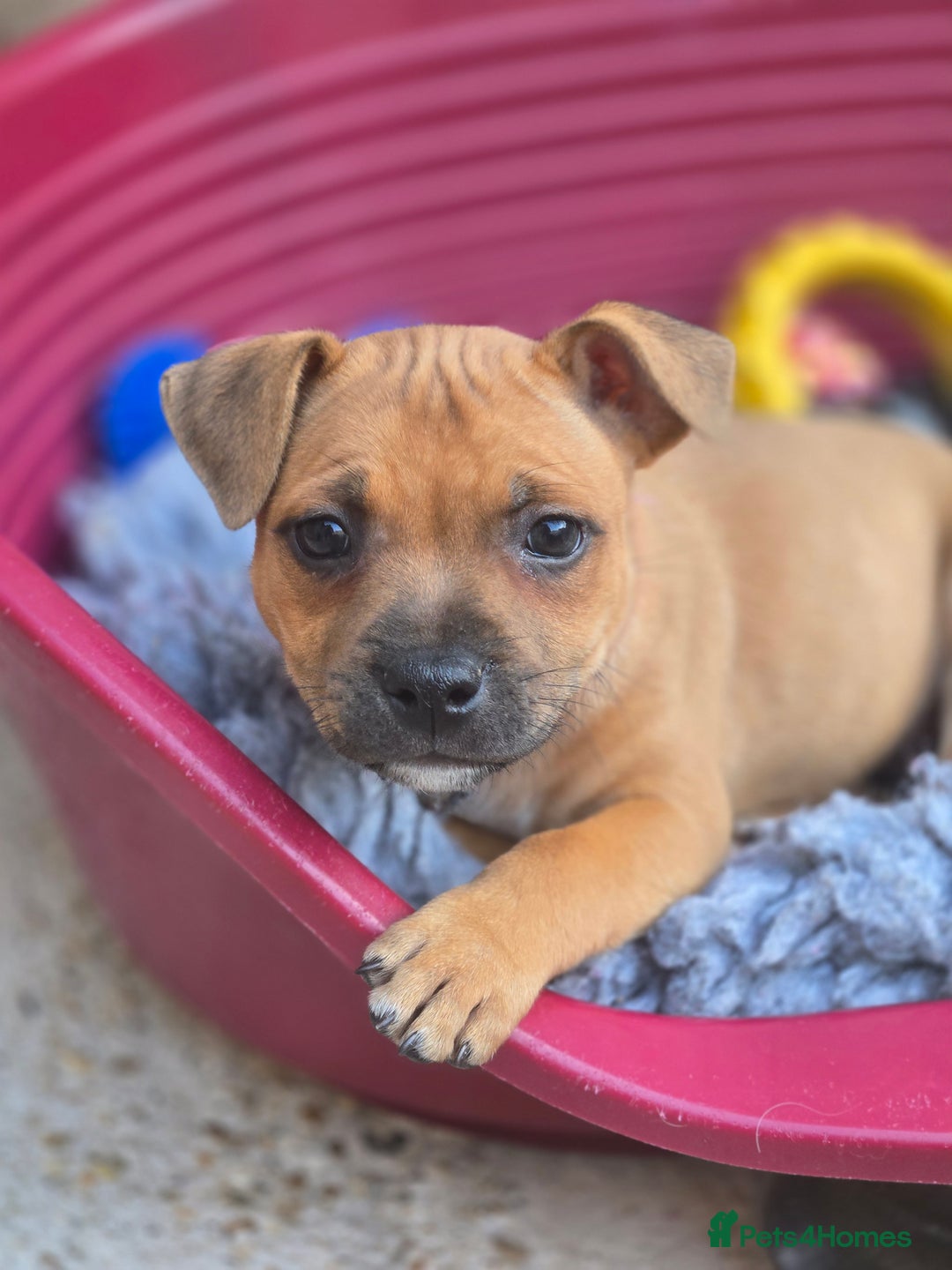 Staffordshire Bull Terrier dogs for sale: !READY NOW! KC Reg Quality Red Staffy Puppies  - Image 16