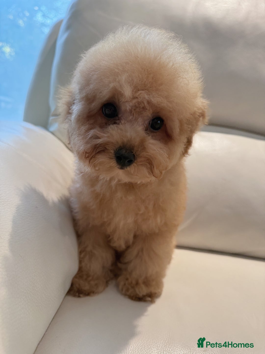 Toy Poodle dogs for sale: Asian Tiny Toy Poodle girl - Image 4