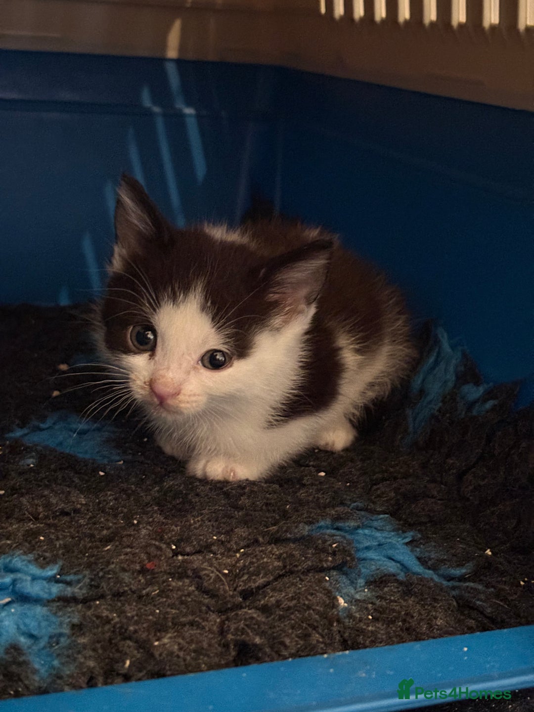 Domestic Shorthair cats for sale: Kittens For Sale - Image 3