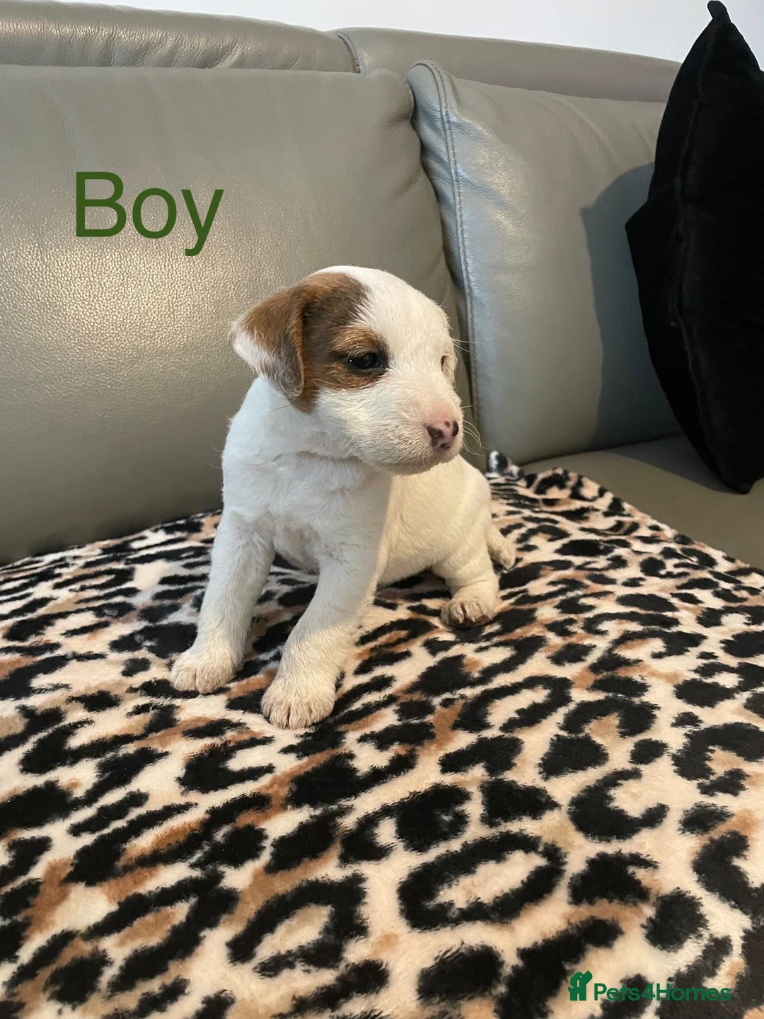 Parson Russell dogs for sale: Parson Russell pups  - Advert 4