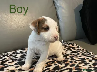 Parson Russell dogs Parson Russell pups - Advert 14