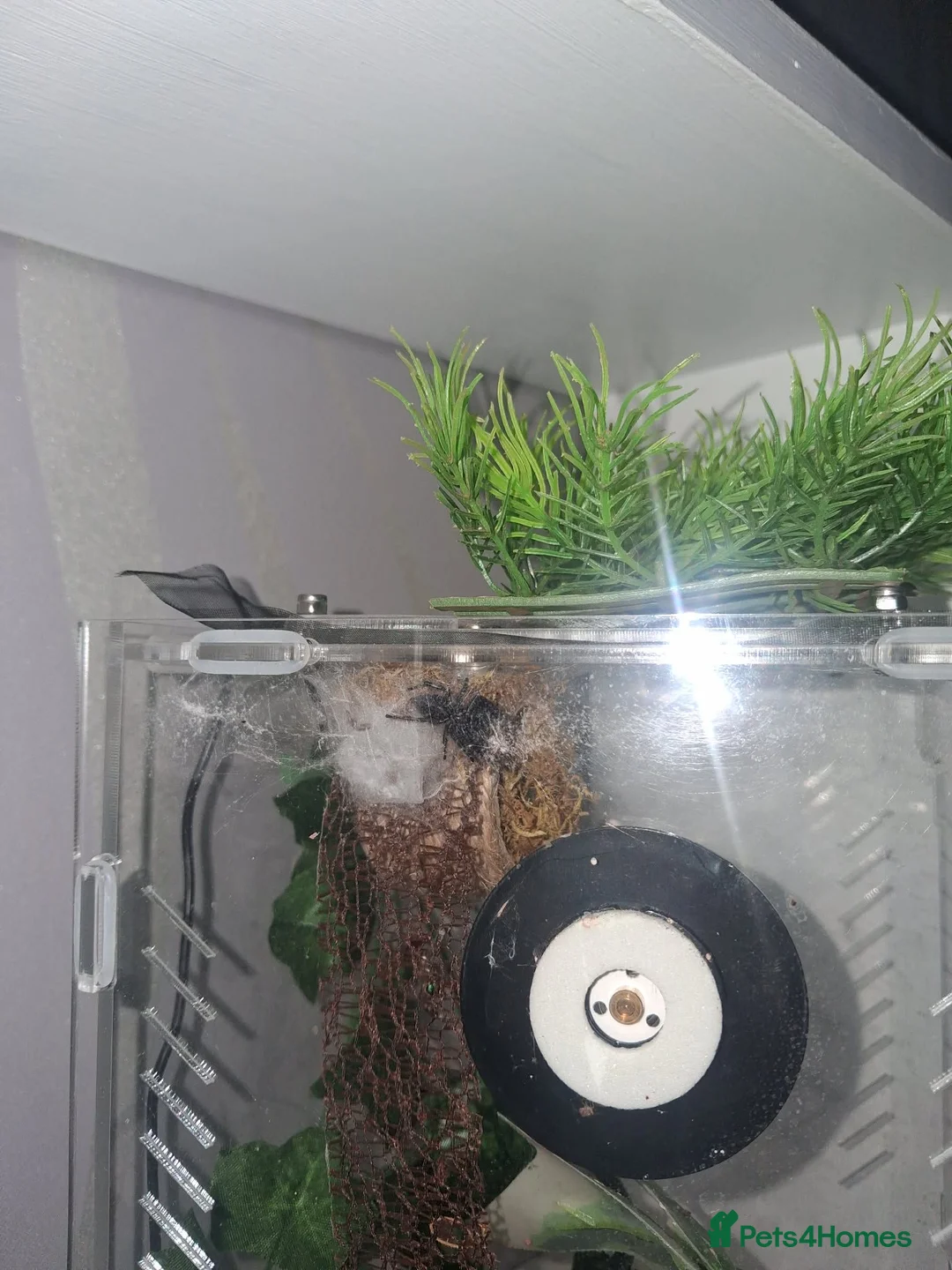 Spiders invertebrates for sale: Phidippus regime / jumping spider  in Newport - Advert 2