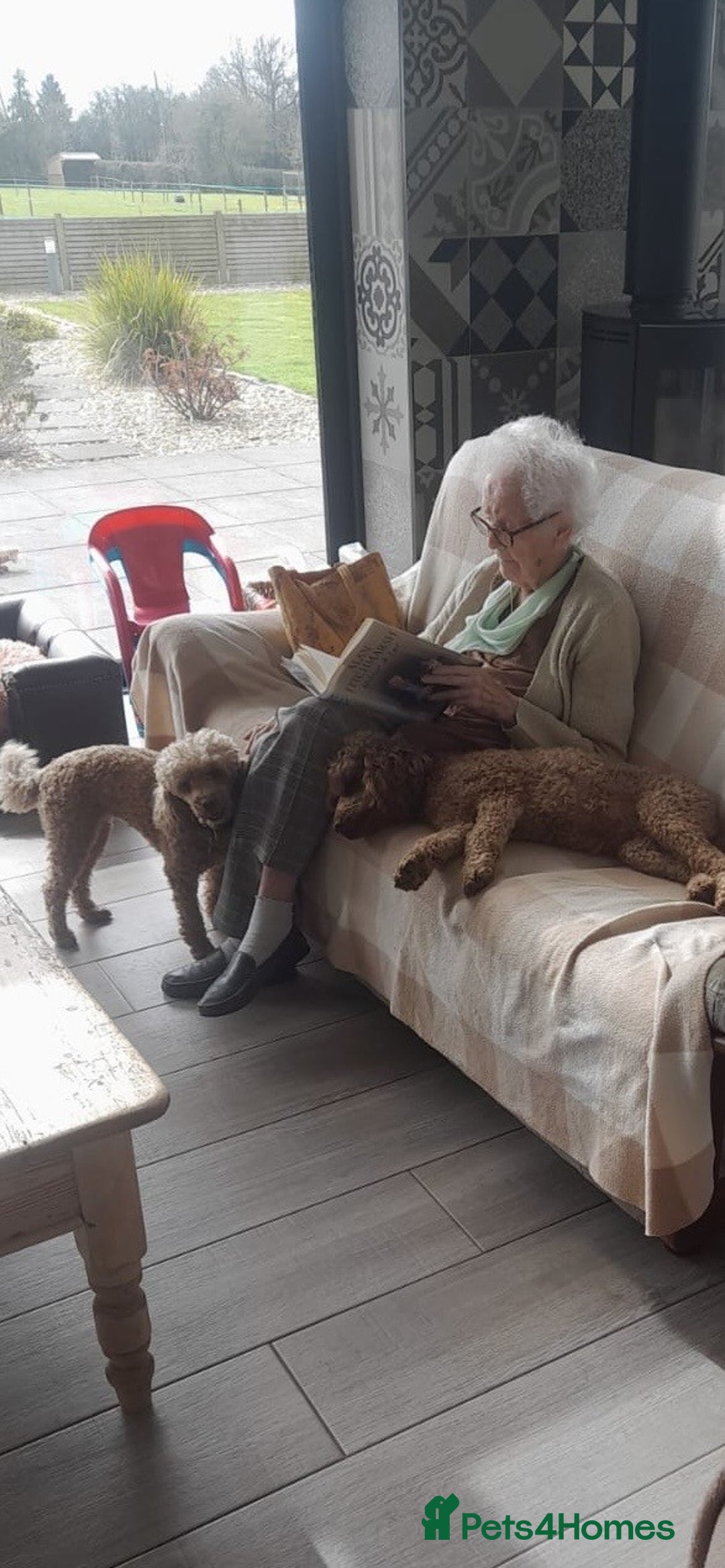 Miniature Poodle dogs for sale: Bred for temperament , health and quality. - Image 16