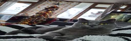 Russian Blue cats for sale: 3 year old Russian Blue Male Cat - Advert 2