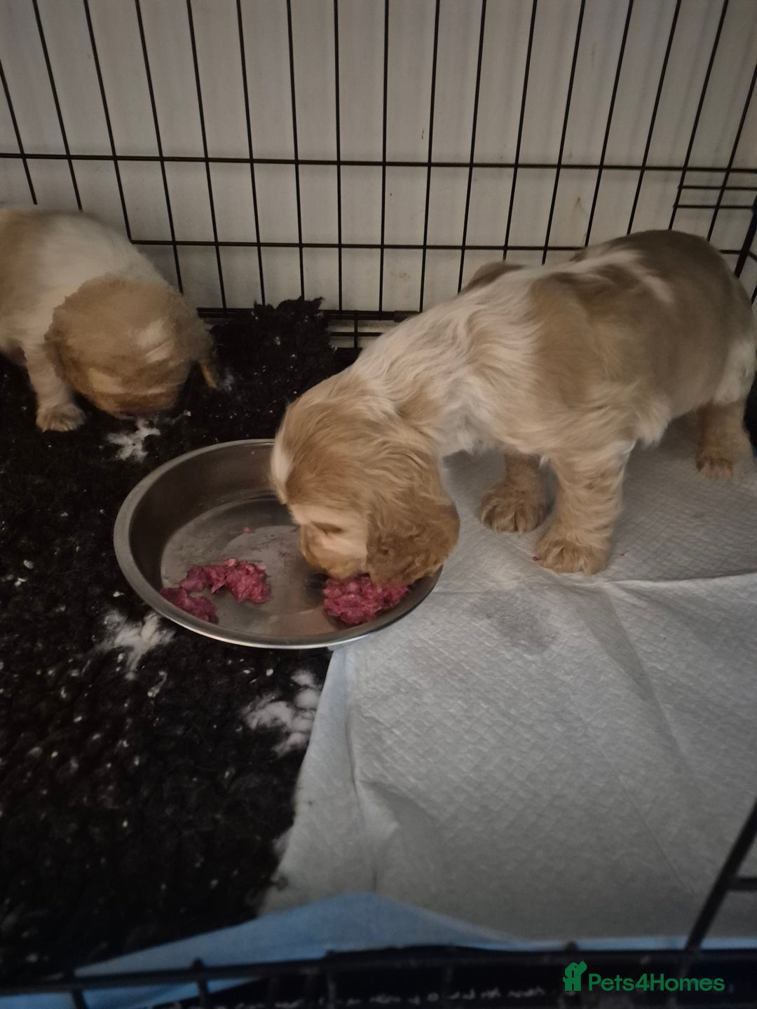 Cocker Spaniel dogs for sale: Show Cocker spaniel puppies orange roan - Advert 6