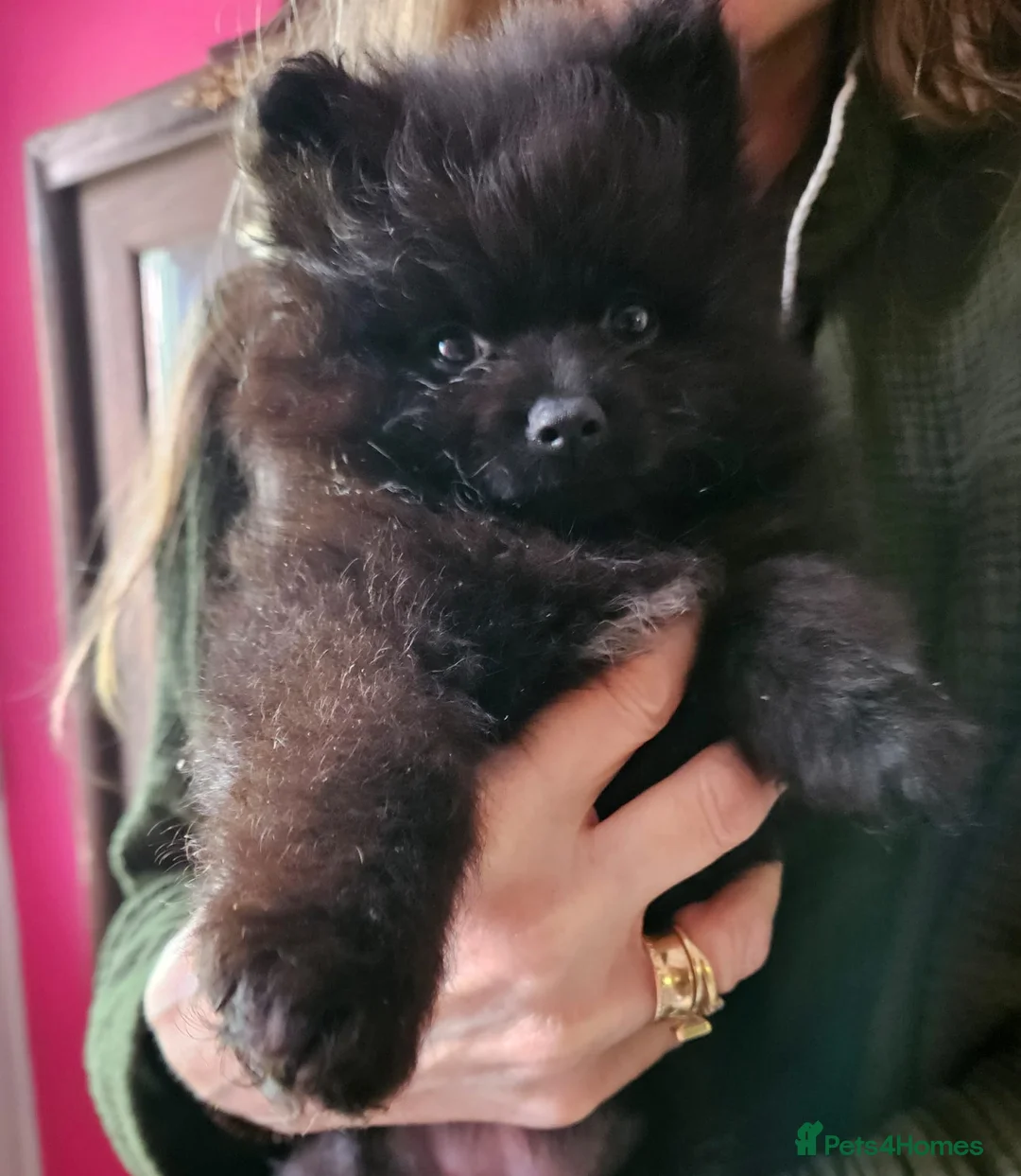 Pomeranian dogs for sale: Beautiful black pomeranian puppies - Advert 2