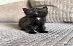 Domestic Shorthair cats for sale: 2 beautiful kittens  - Image 2