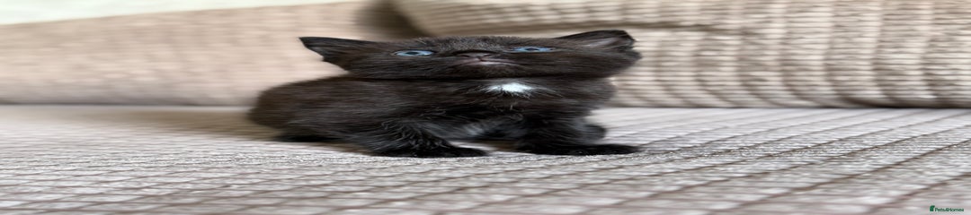 Domestic Shorthair Kitten 1