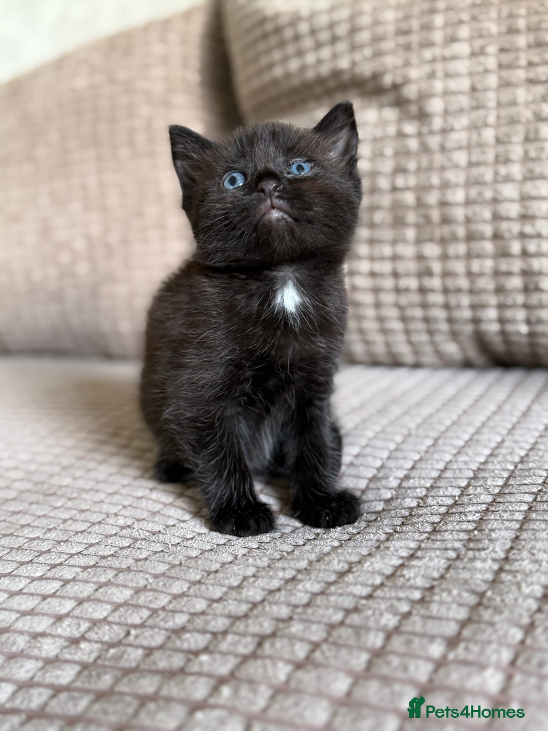 Domestic Shorthair cats for sale: 2 beautiful kittens  - Image 2