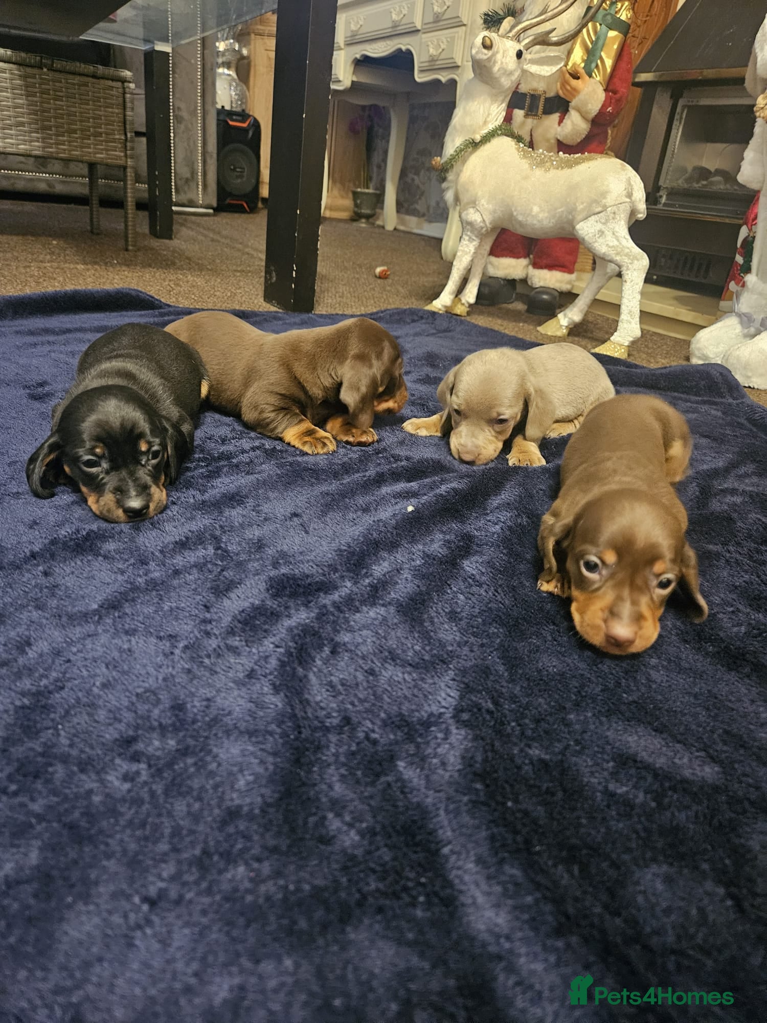 Miniature Dachshund dogs dachshund gorgeous,puppy perfect for  **  - Advert 5