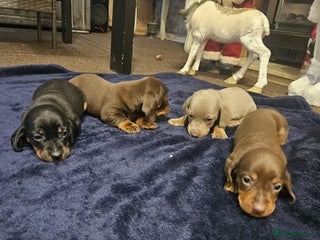 Miniature Dachshund dogs dachshund gorgeous,puppy perfect for ** - Advert 16