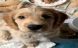 Cockapoo dogs for sale: Cockapoo puppies ready now!!! - Image 30