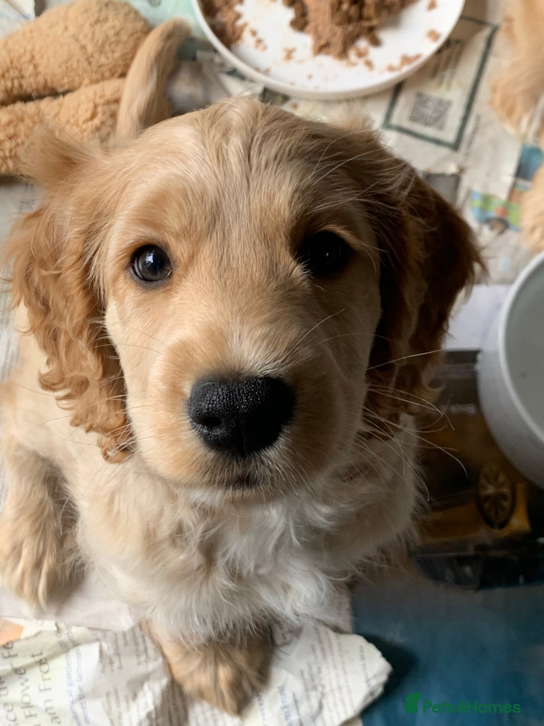 Cockapoo dogs for sale: Cockapoo puppies ready now!!! - Image 30