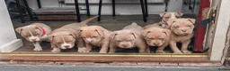 American Bully dogs for sale: American Bull Pocket - Advert 11