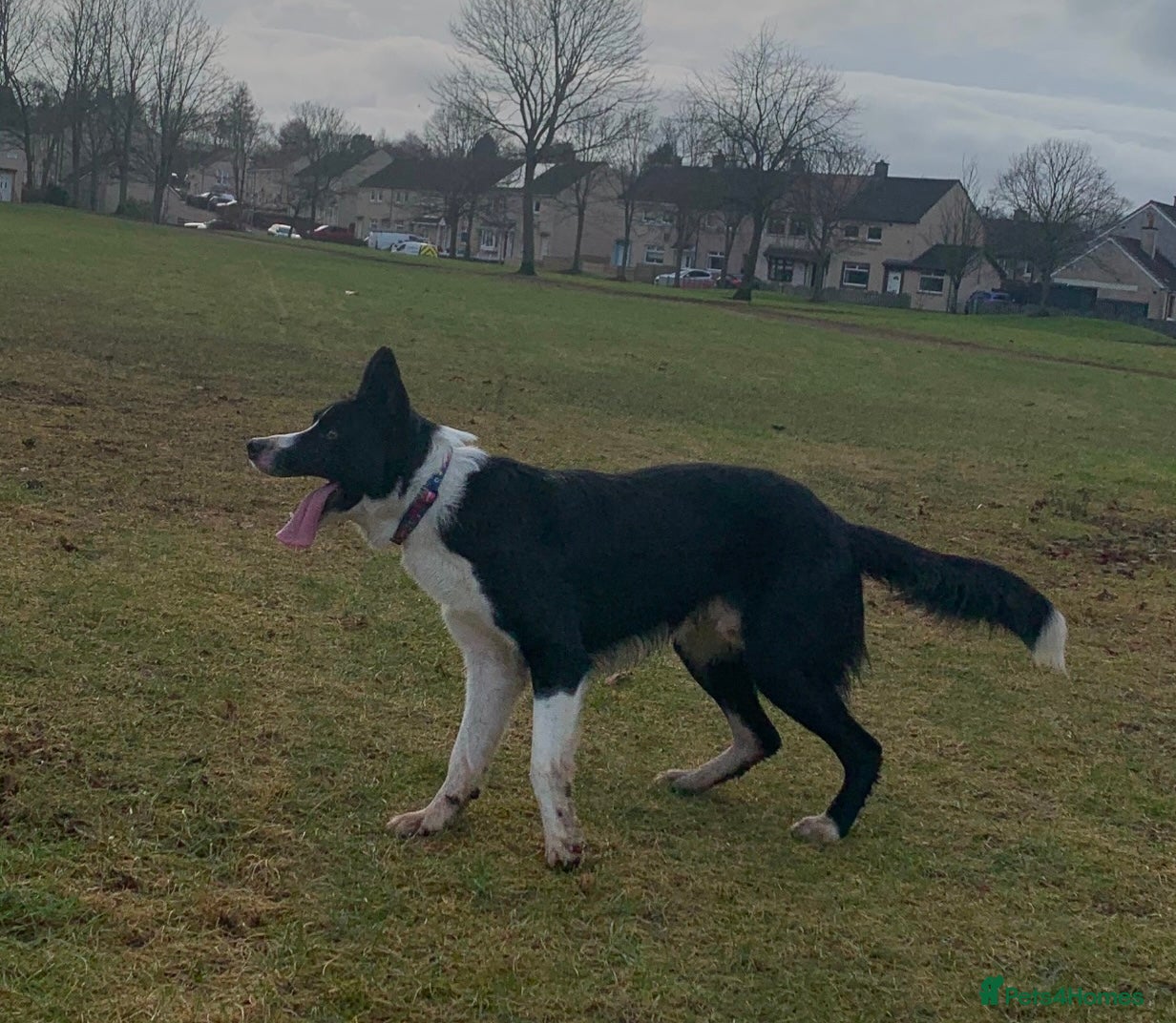Border Collie dogs Border collie for stud - Advert 4