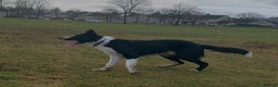 Border Collie dogs for stud: Border collie for stud - Advert 1