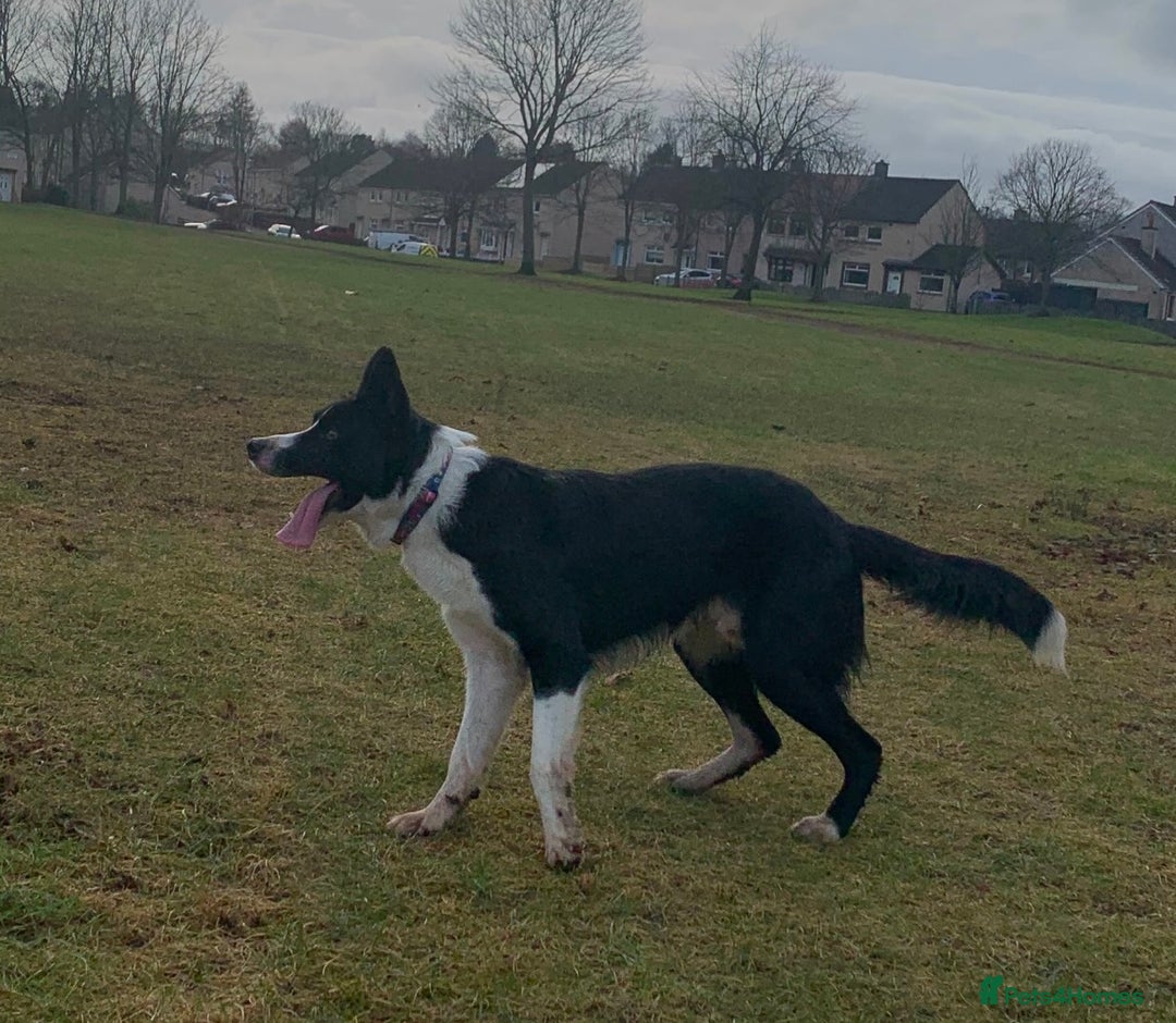 Border Collie dogs for stud: Border collie for stud - Advert 1
