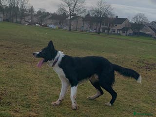 Border Collie dogs Border collie for stud - Advert 4