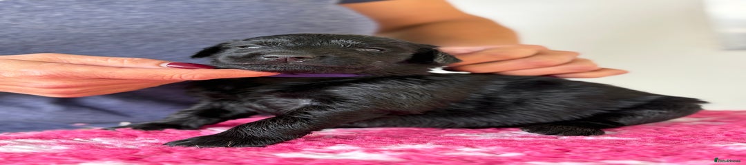 Flat coated Retriever 