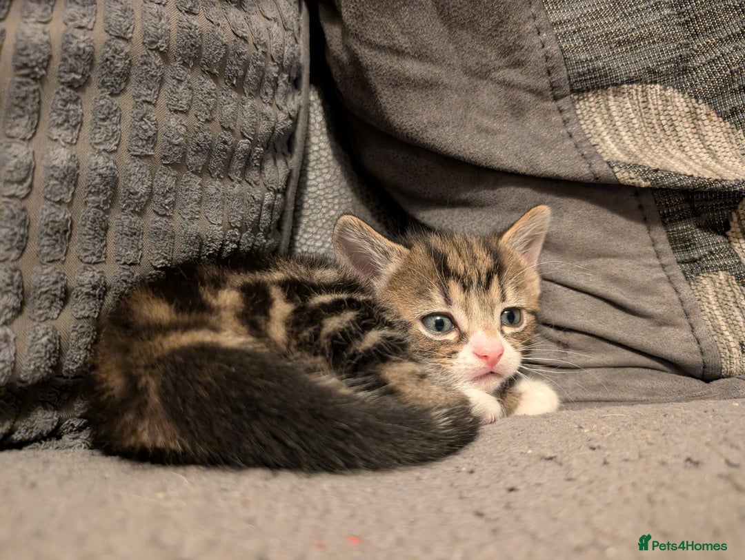 Mixed Breed cats for sale: 4 kittens looking for new home - Advert 4