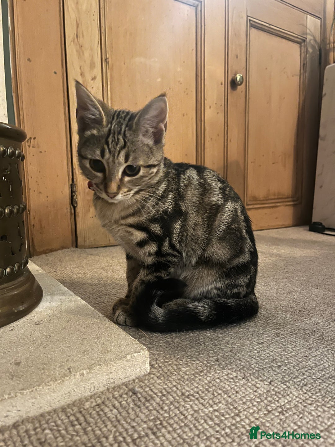 Mixed Breed cats for sale: Sibling Female Bengal x Ragdoll x 2 17 weeks old - Advert 14
