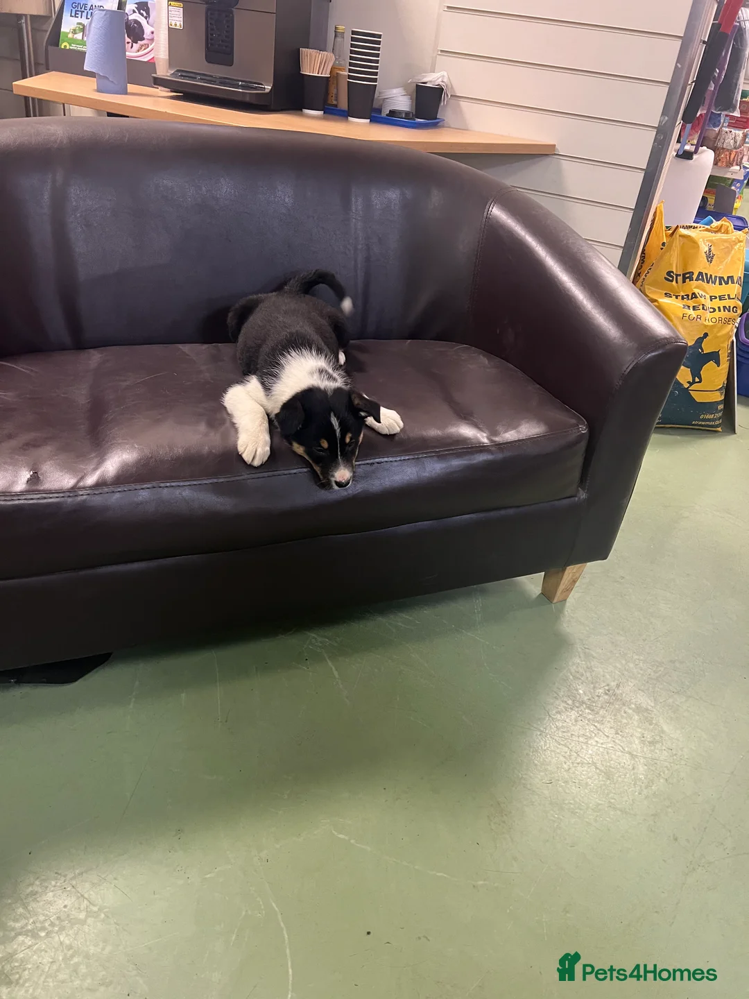 Border Collie dogs for sale: Ted! - Proven Working Border Collie Puppy! - Advert 17