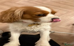 Cavalier King Charles Spaniel dogs for sale: Loving Female Cavalier  Looking for a New Home in Orpington - Image 1