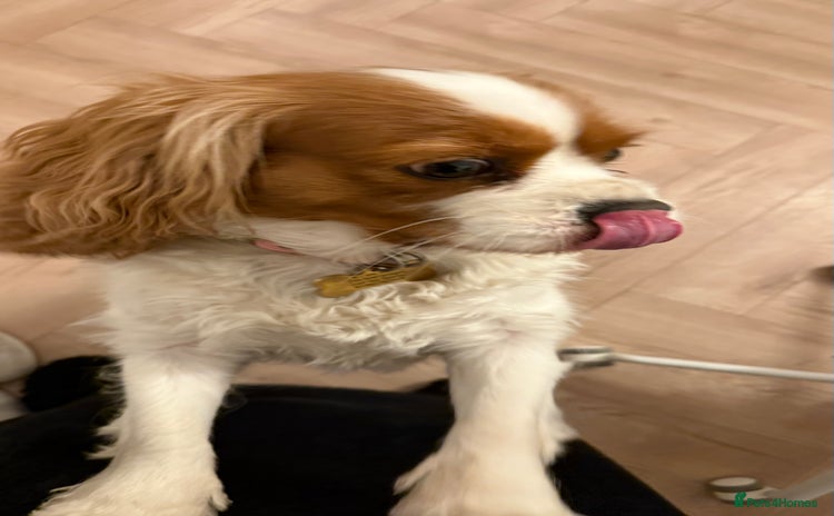 Cavalier King Charles Spaniel dogs in Orpington - Advert 6