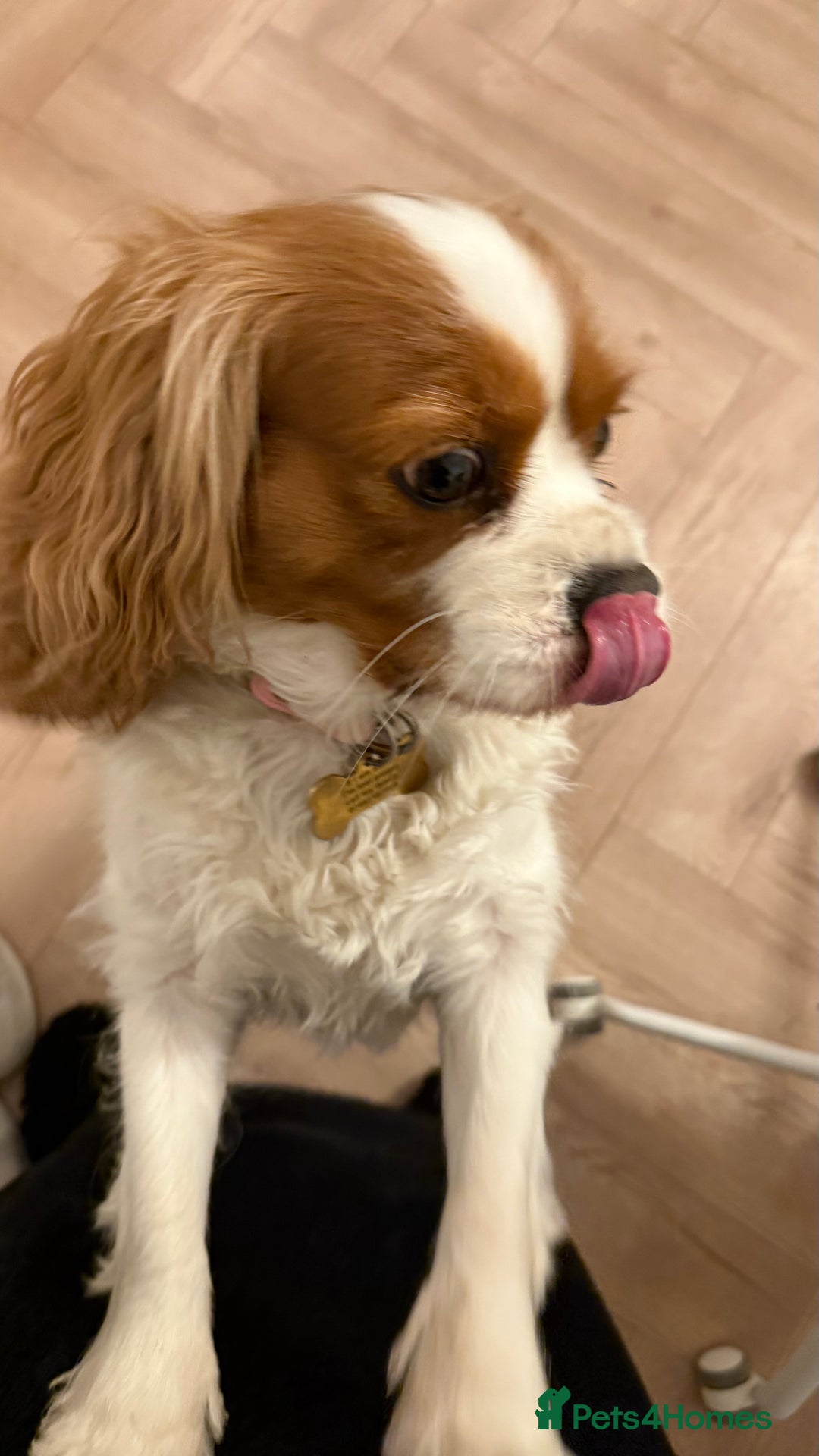 Cavalier King Charles Spaniel dogs for sale: Loving Female Cavalier  Looking for a New Home in Orpington - Image 1