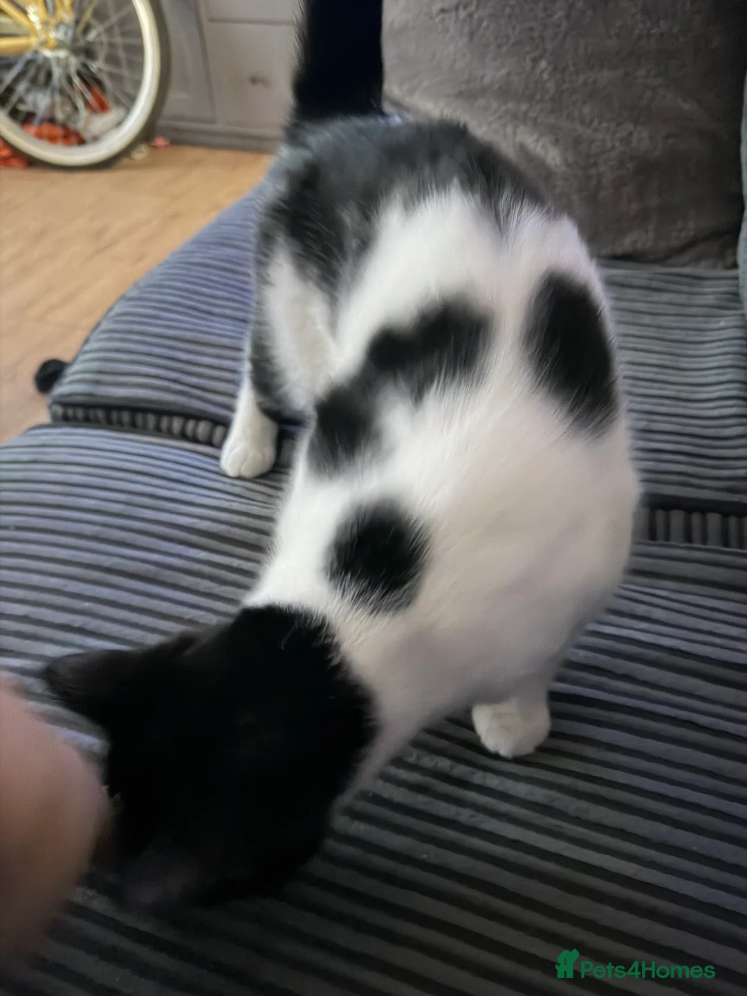 Domestic Shorthair cats for sale: 2 female cats approx 1 yr old  - Advert 3