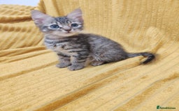Mixed Breed cats for sale: TINY TABBY MALE KITTEN VIDEOS - Image 6