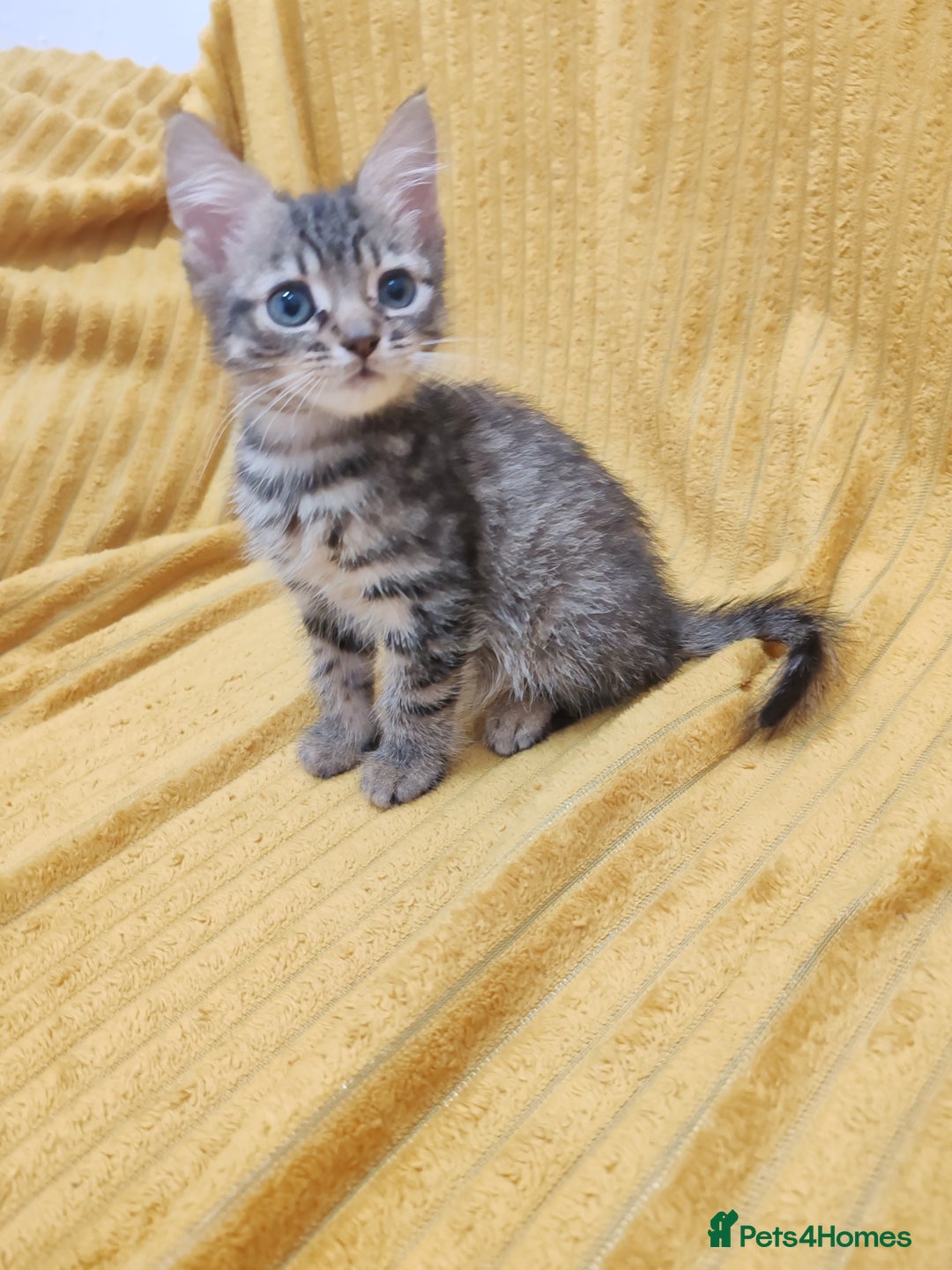 Mixed Breed cats for sale: TINY TABBY MALE KITTEN VIDEOS - Image 6