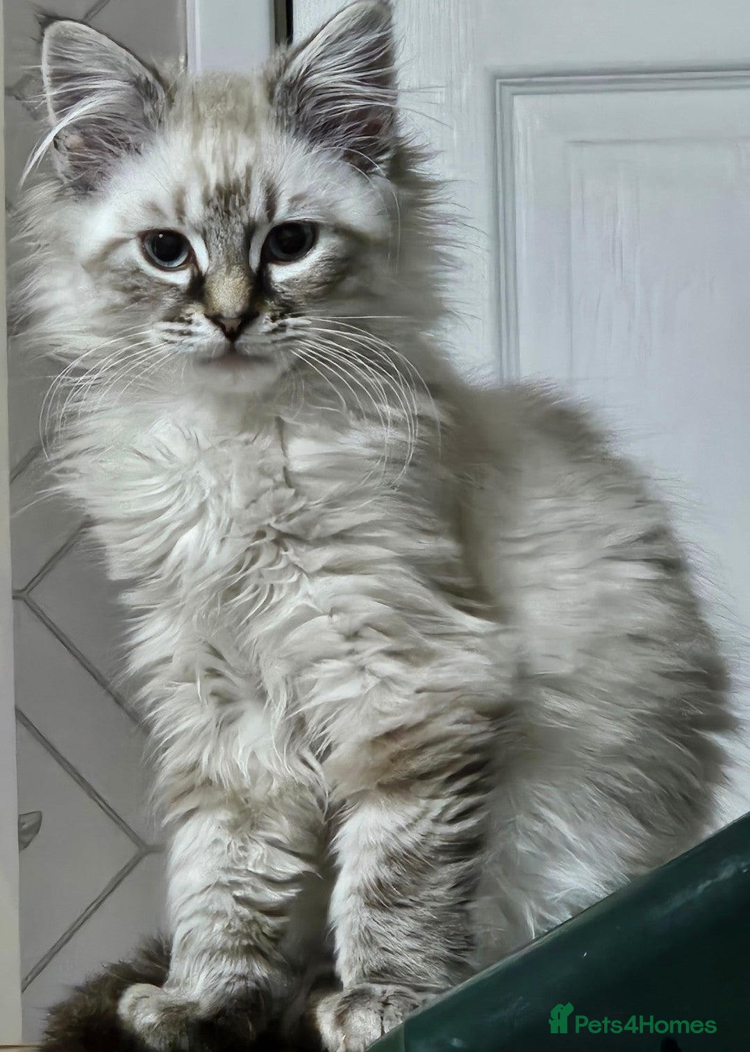 Mixed Breed cats for sale: Jasper - Advert 2