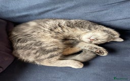 British Shorthair cats for sale: 1yr old male BSH for rehoming  - Image 4