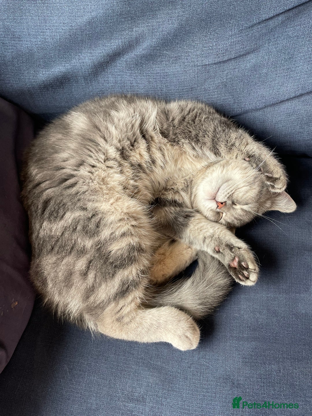 British Shorthair cats for sale: 1yr old male BSH for rehoming  - Image 4