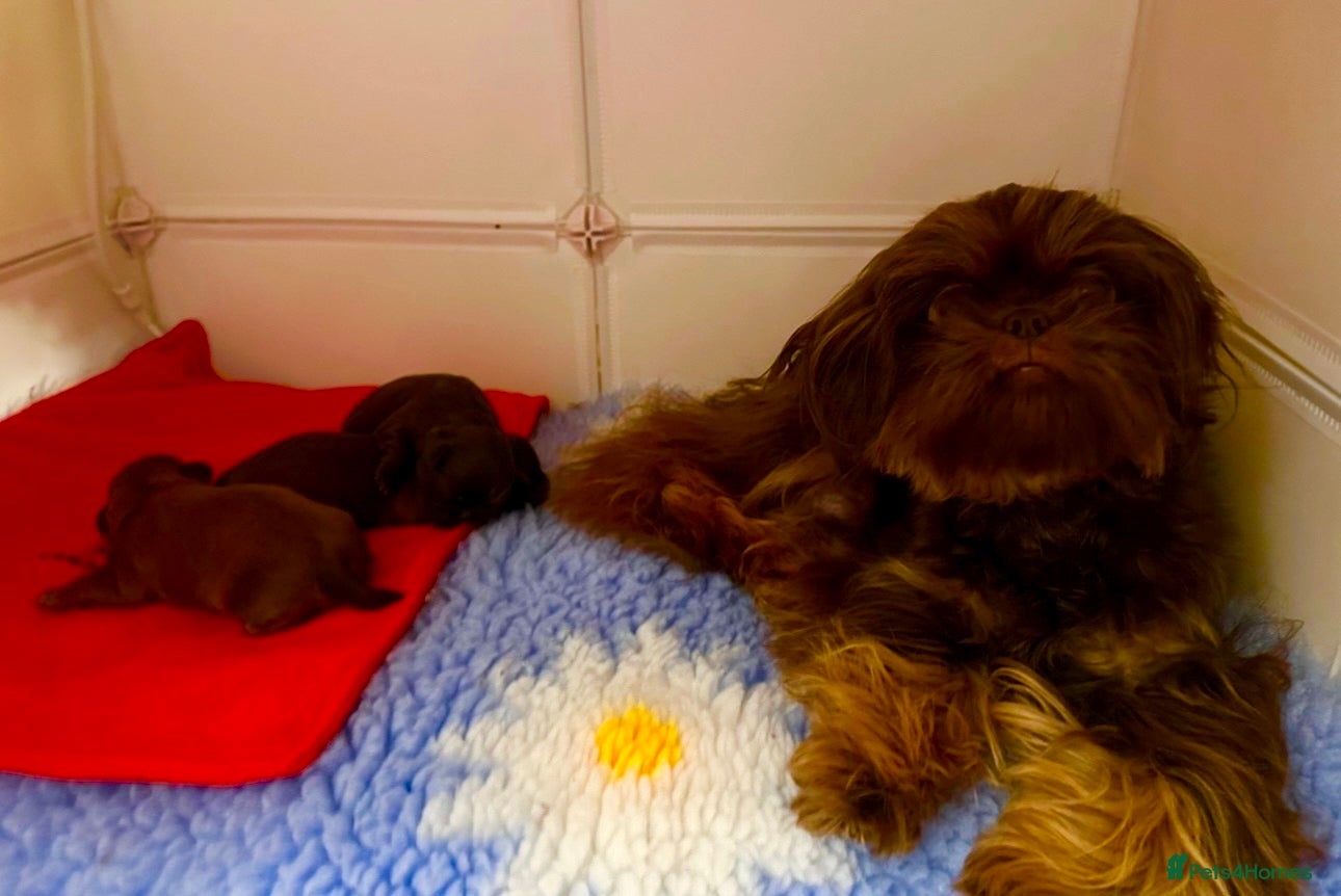 Shih Tzu dogs Oustanding Chocolate Imperial Shih Tzus 🍫 - Advert 8